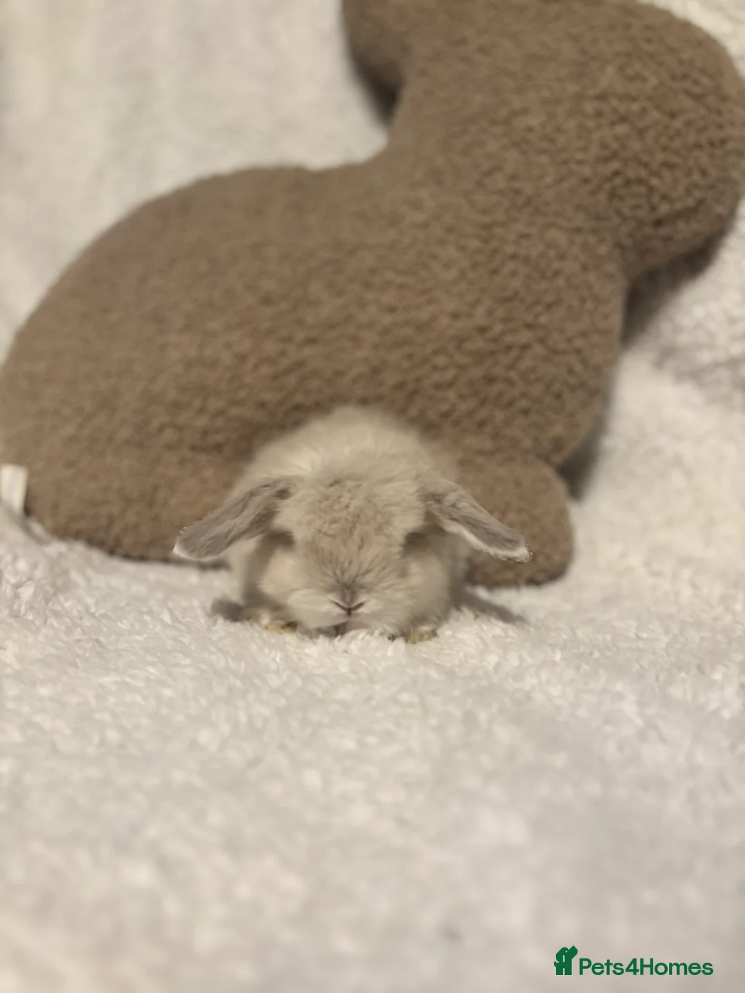 Mini Lop rabbits for sale: Mini lops 🐰 ready to reserve ✨  - Advert 7