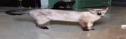 Siamese cats for adoption: Tomasina - Advert 2