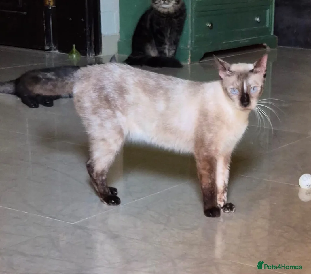 Siamese cats for adoption: Tomasina - Advert 2