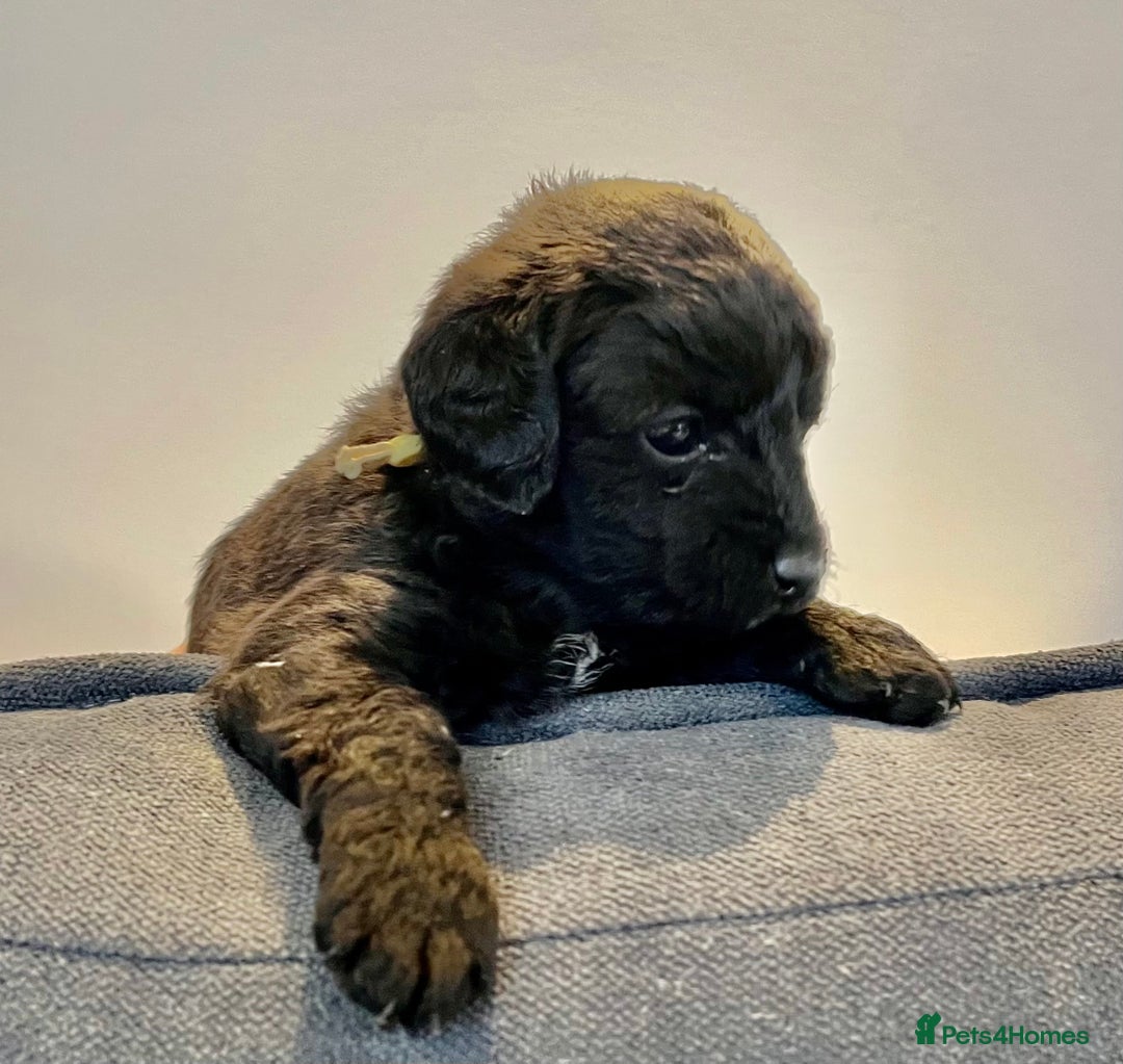 Jackapoo dogs for sale: Jackapoo Puppies - Advert 6