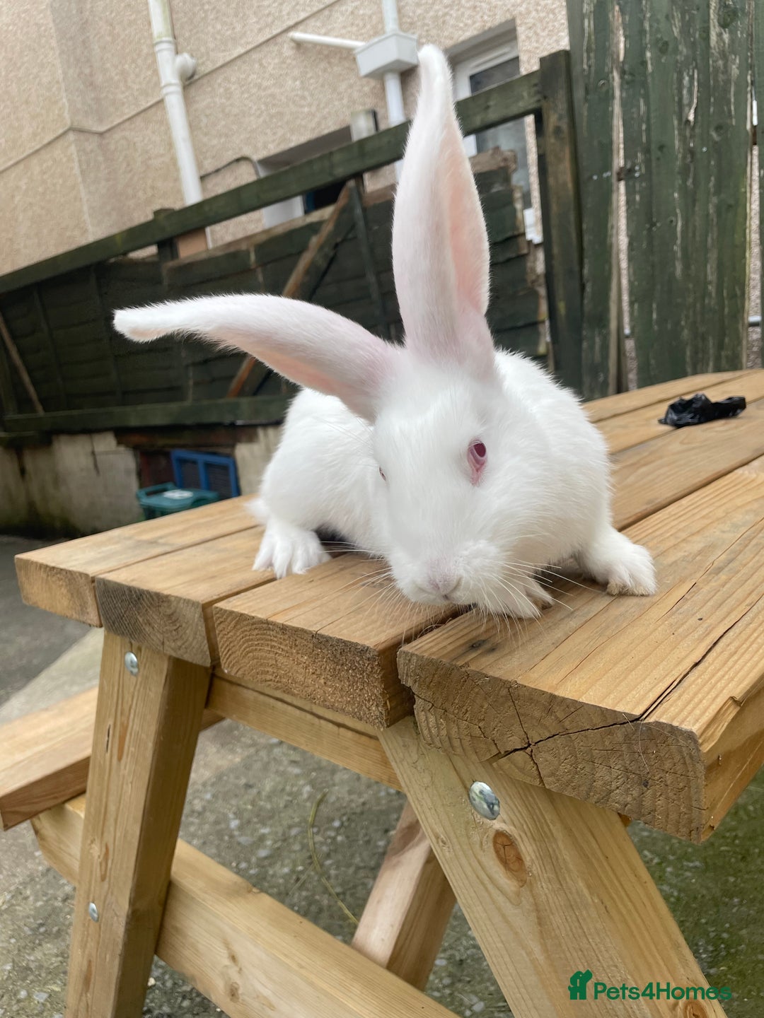 Continental Giant rabbits for sale: 2 male continental giants left - Image 7