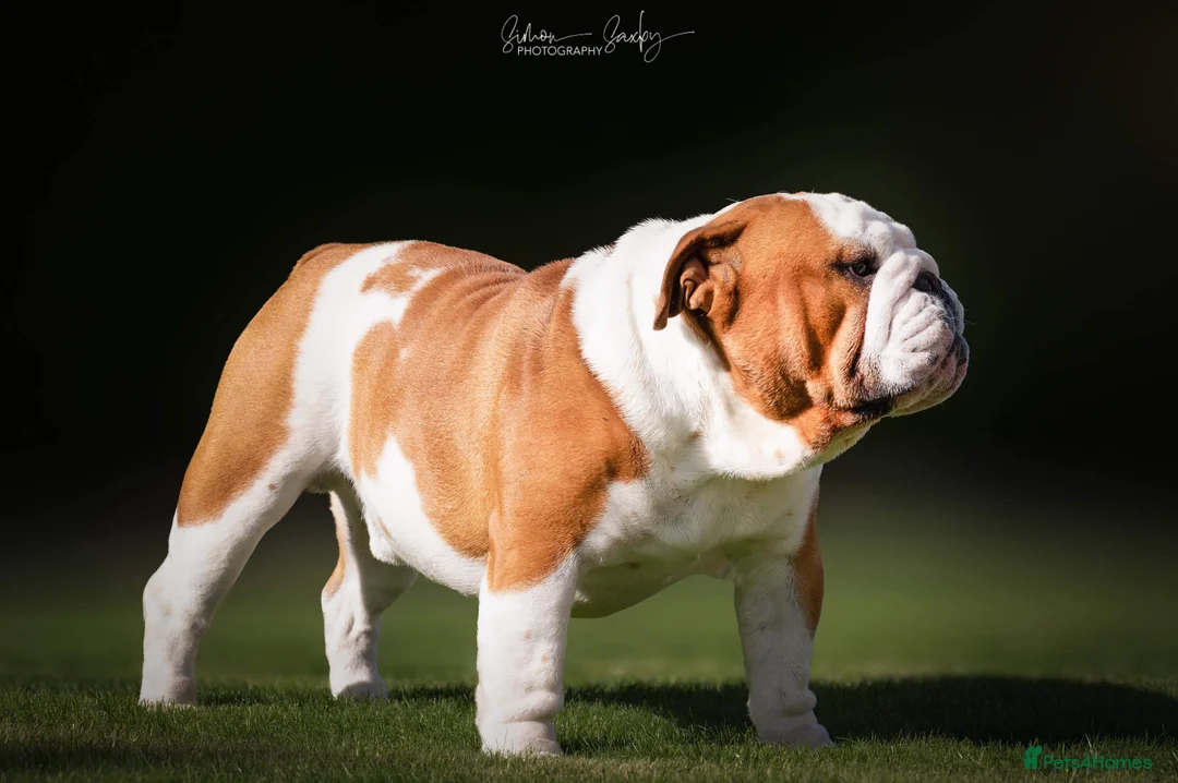 English Bulldog dogs for stud: UK CHAMPION 🏆 health tested.  in Bradford - Advert 8
