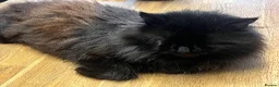 Maine Coon cats for sale: Maine Coon Cross Kittens - Advert 20