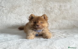 Chow Chow dogs for sale: Exotic colour chowsky puppies for sale  - Image 6