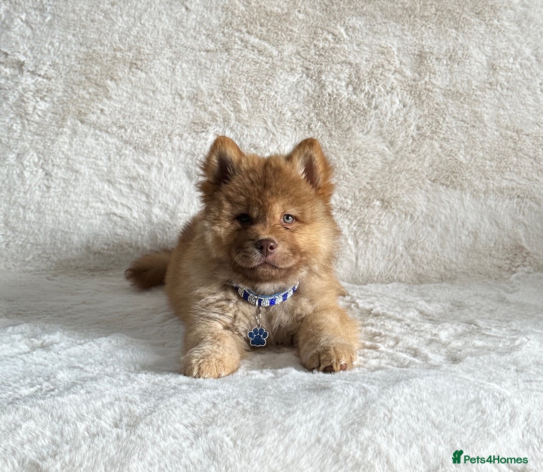Chow Chow dogs for sale: Exotic colour chowsky puppies for sale  - Image 6