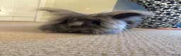 Lionhead rabbits for sale: 2 beautiful half angora lion main rabbits  - Advert 3