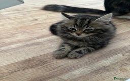 Maine Coon cats for sale: 8 weeks old 4 male 1 female ready to go new homes  - Image 18