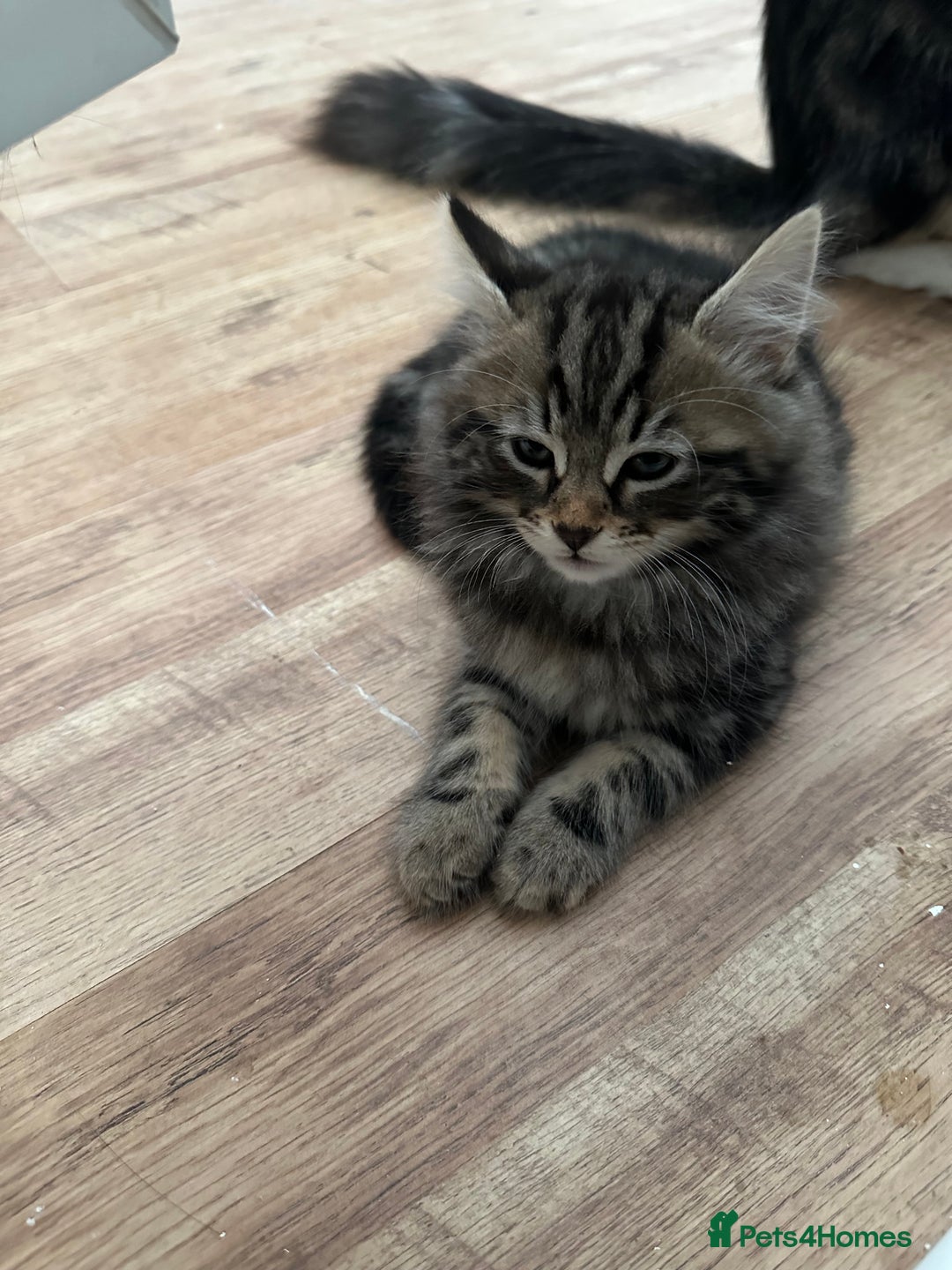 Maine Coon cats for sale: 8 weeks old 4 male 1 female ready to go new homes  - Image 18