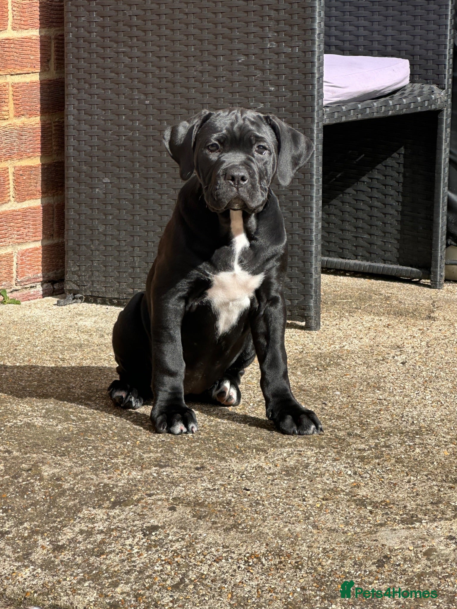 Mixed Breed dogs Mabel - Advert 3