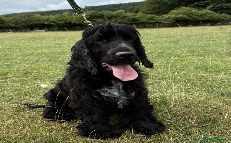 Cocker Spaniel dogs - Advert 2