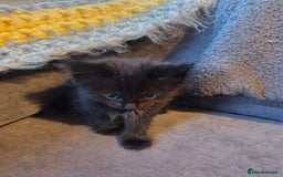 Mixed Breed cats for sale: Mixed breed kittens - Image 7