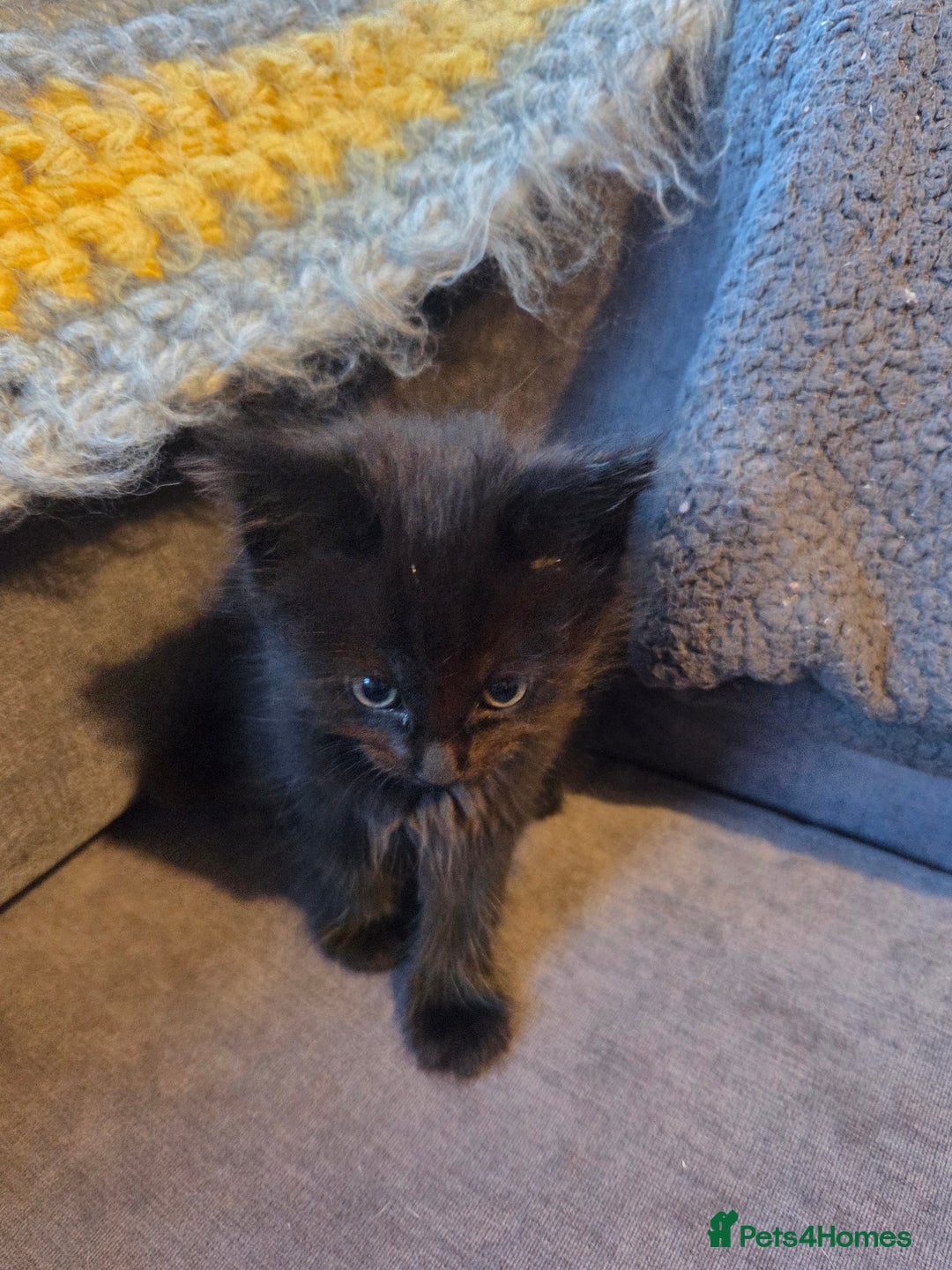 Mixed Breed cats for sale: Mixed breed kittens - Image 7
