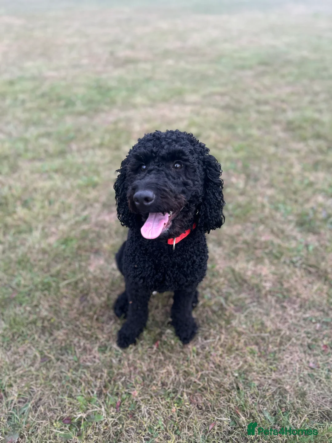 Labradoodle dogs for sale: 2 year old labradoodle  - Advert 1