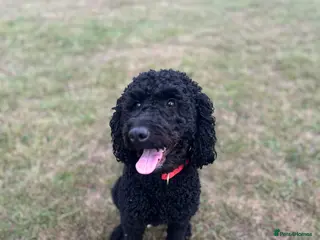 Labradoodle dogs 2 year old labradoodle - Advert 3