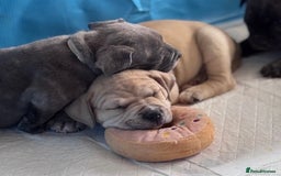 Mixed Breed dogs for sale: Pocket bully (mom) x staffy - Image 7