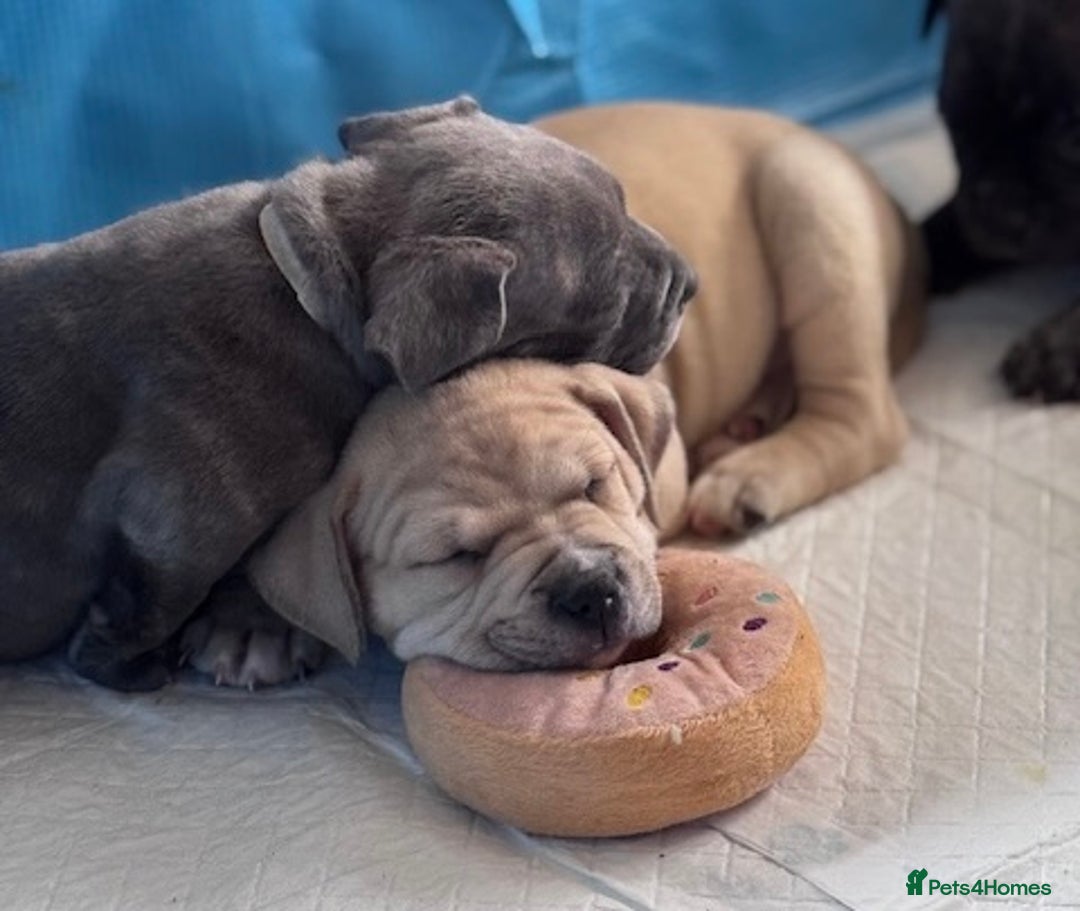 Mixed Breed dogs for sale: Pocket bully (mom) x staffy - Image 7