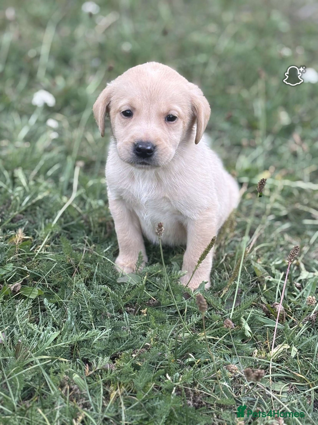 Labrador Retriever dogs for sale: Gorgeous Labrador puppies - Image 9