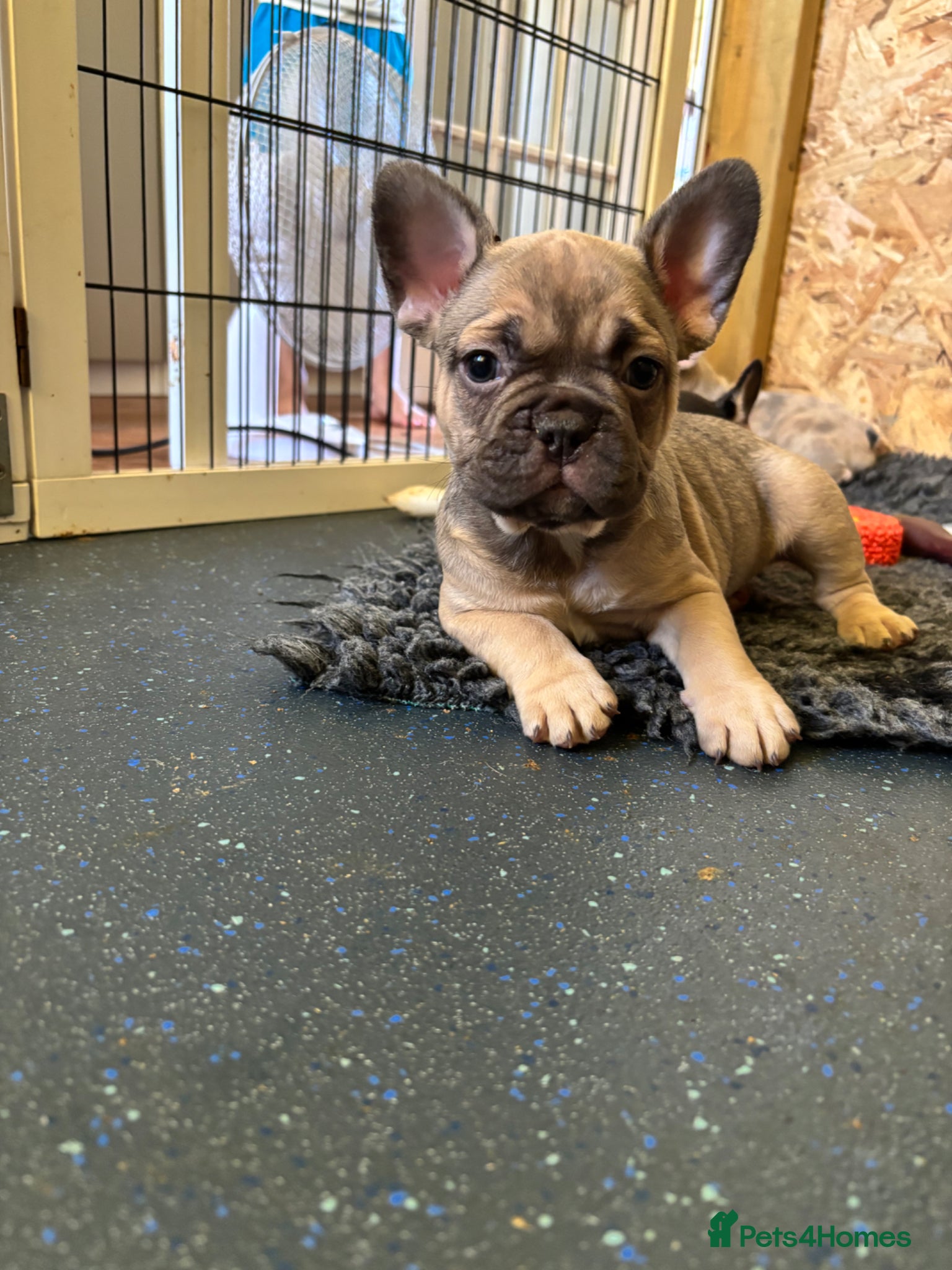 French Bulldog dogs ready last one available French bulldog puppy - Advert 2
