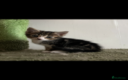 Mixed Breed cats for sale: Mixed breed- Norwegian Forest Cat  - Image 5
