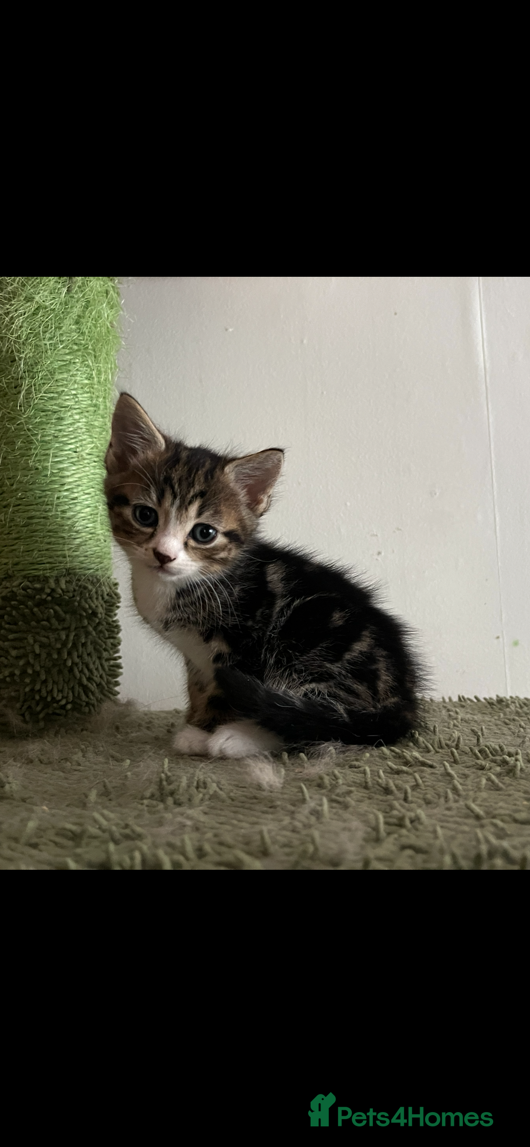 Mixed Breed cats for sale: Mixed breed- Norwegian Forest Cat  - Image 5