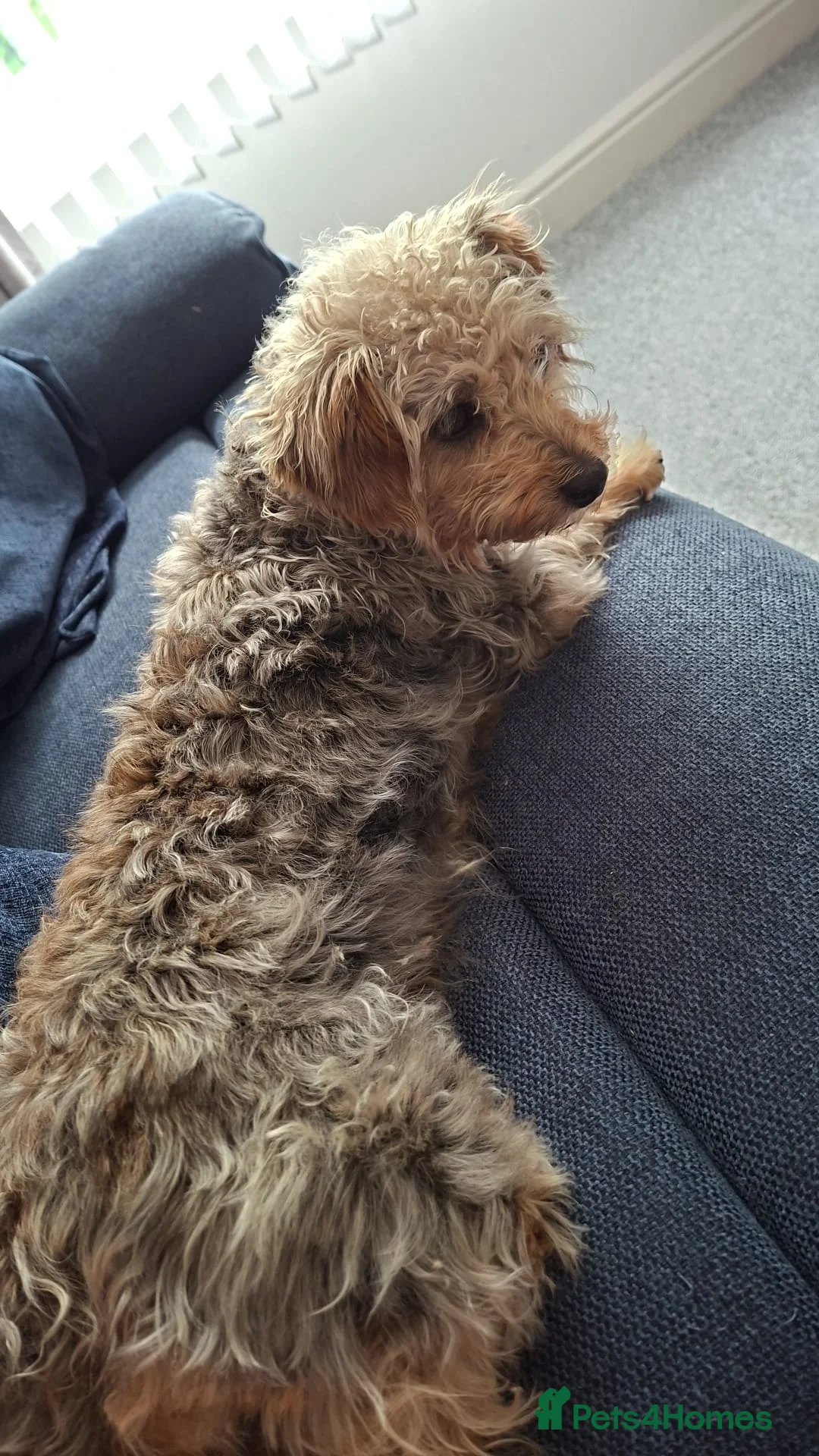 Shihpoo dogs for sale: Mabel  - Advert 2