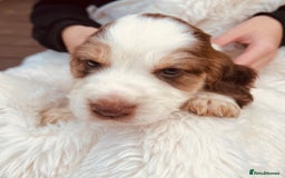 Cocker Spaniel dogs for sale: Gorgeous show type cocker spaniels - Image 5