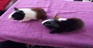 Guinea Pig rodents - Advert 3