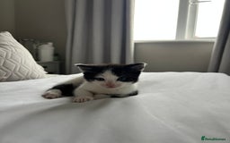 Domestic Shorthair cats for sale: Four beautiful male kittens  - Image 3