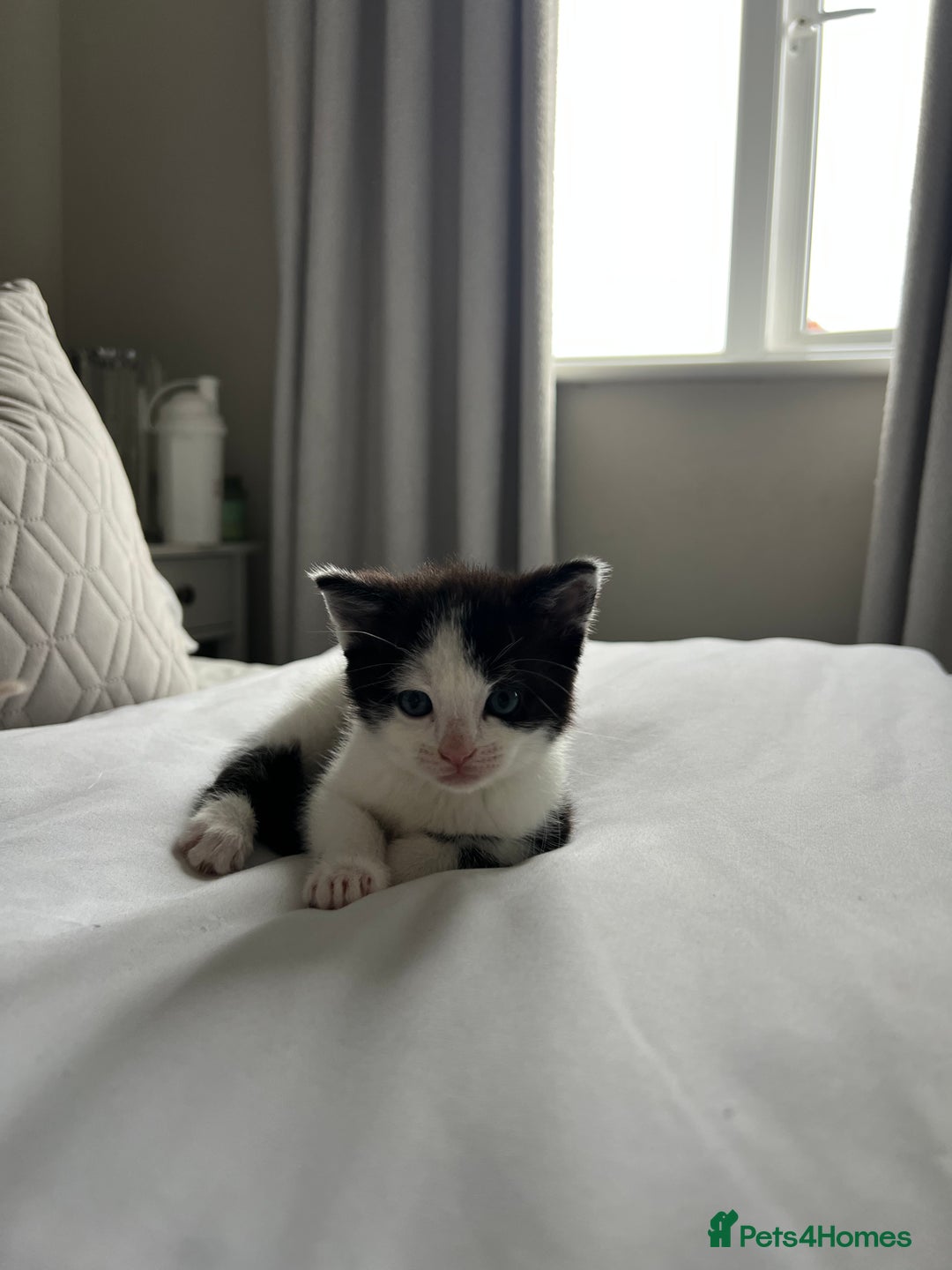 Domestic Shorthair cats for sale: Four beautiful male kittens  - Image 3