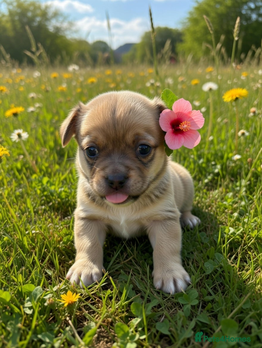 Chihuahua dogs Beautiful Chihuahua Puppies – 2 Gorgeous Girls - Advert 1