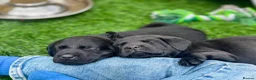 Labrador Retriever dogs for sale: Black working labradors new forest  - Advert 7