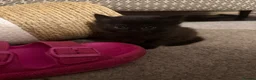 British Longhair cats for sale: Beautiful litter of Kittens  - Advert 8