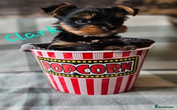 Yorkshire Terrier dogs for sale: miniature toy yorkie pups - Image 9