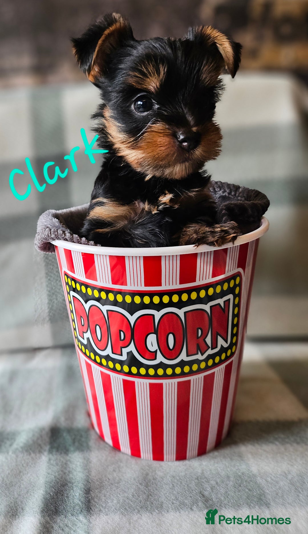 Yorkshire Terrier dogs for sale: miniature toy yorkie pups - Image 9