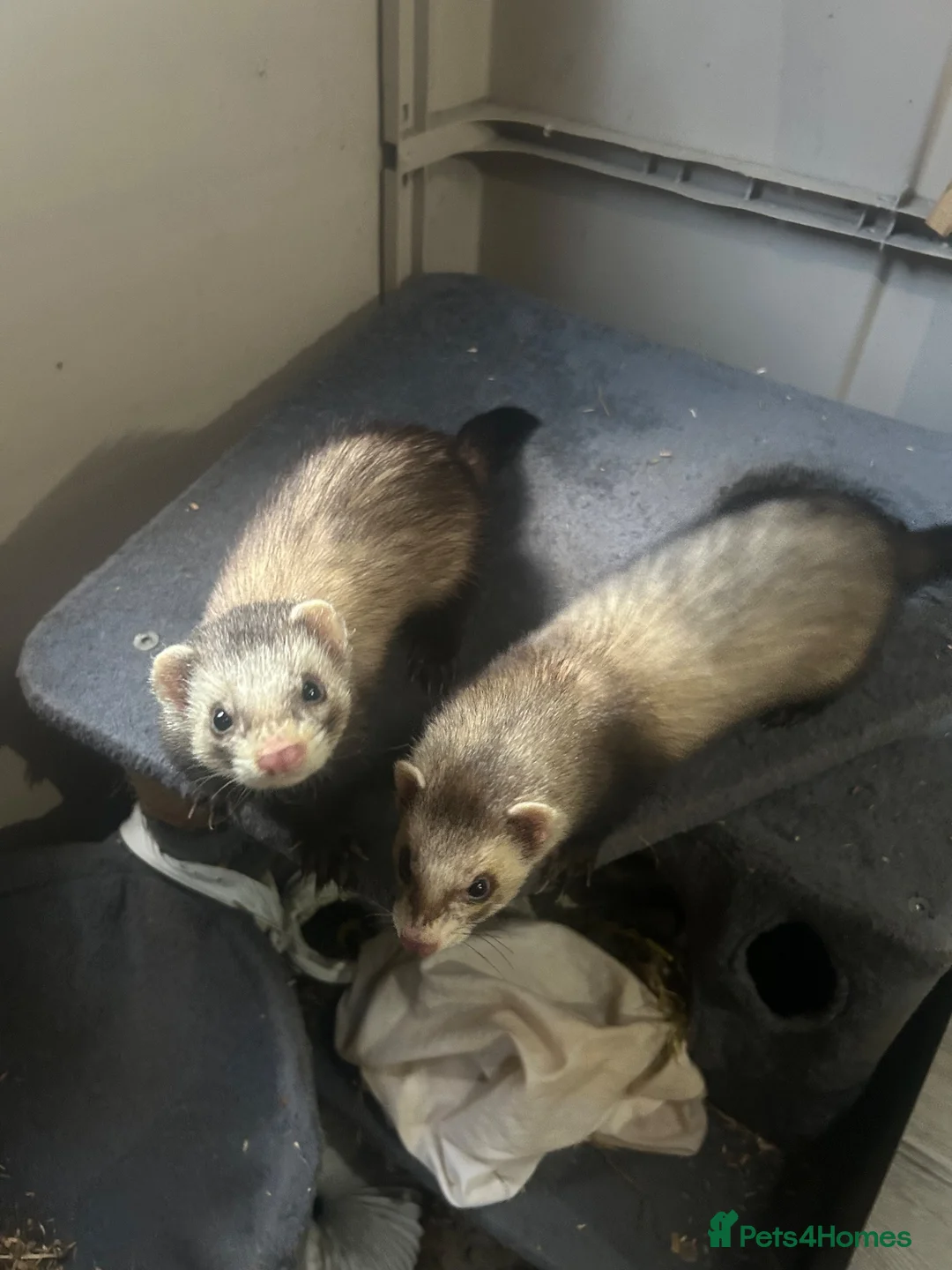 Ferret rodents for sale: 2 Male Ferrets in Southampton - Advert 2