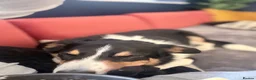 Border Collie dogs for sale: Louie is looking for his forever home  - Advert 4