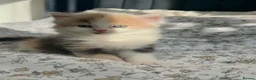Siberian cats for sale: 4 Stunning Siberian X Norwegian Forest Kittens🐾   in Fareham - Advert 4