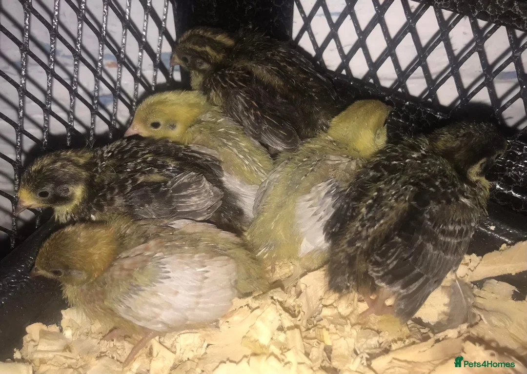 Quail poultry for sale: QUAIL EGGS/CHINESE PAINTED BUTTONS ! - Advert 10