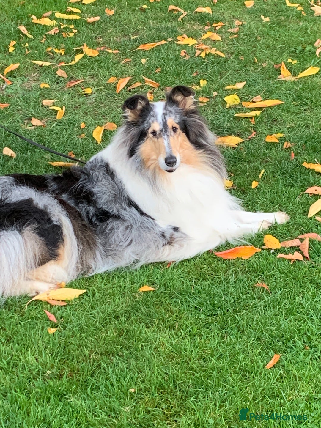 Rough Collie dogs for sale: Rough Collie lady - Advert 2