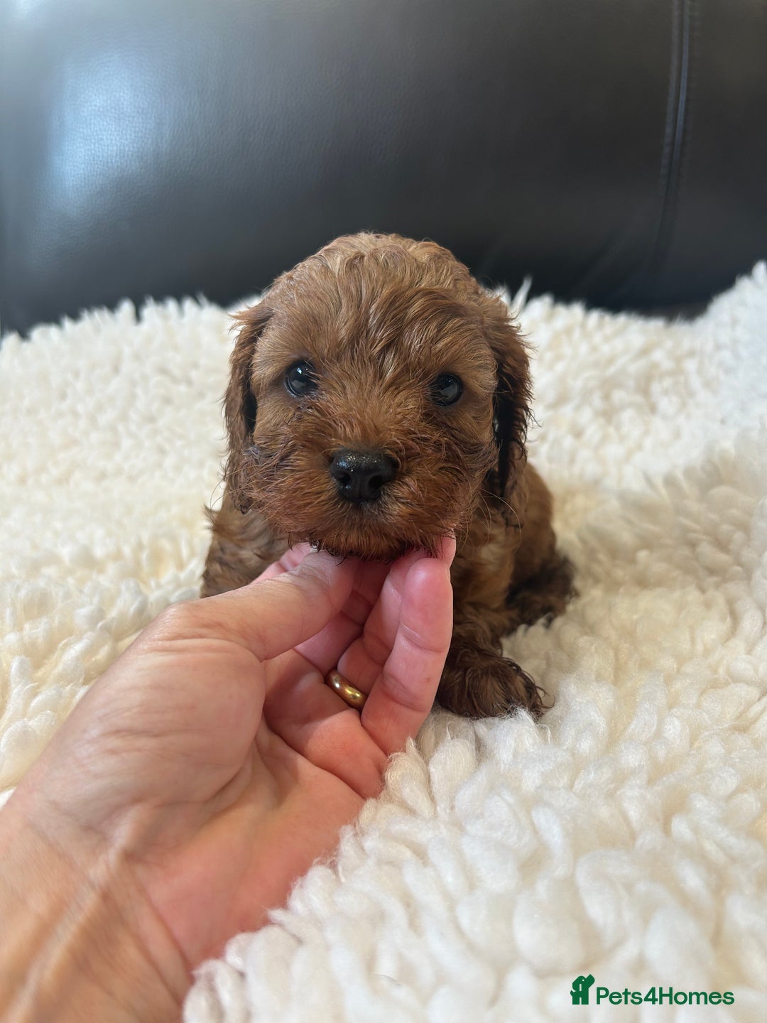 Toy Poodle dogs for stud: EXTENSIVELY HEALTH TESTED TOY POODLE STUD TYSON🌹 in Sheerness - Advert 23