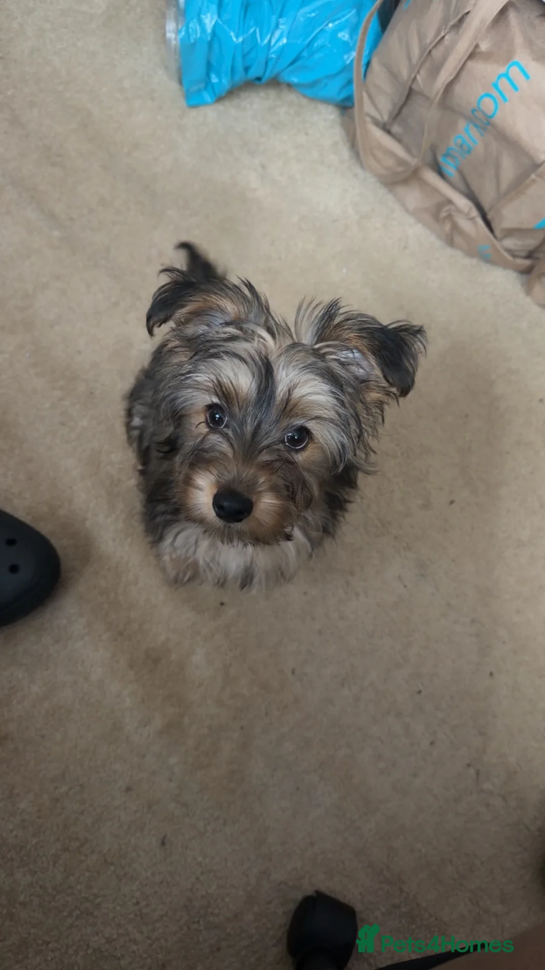 Mixed Breed dogs for sale: 11 month puppy needs re-homing  - Advert 2