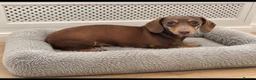 Miniature Dachshund dogs for sale: KC registered Miniature dachshund puppy’s  - Advert 2