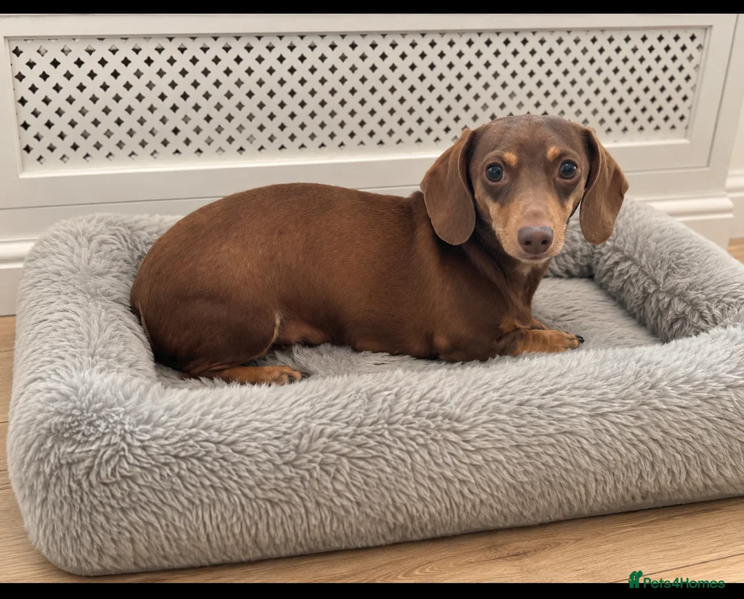 Miniature Dachshund dogs for sale: KC registered Miniature dachshund puppy’s  - Advert 2