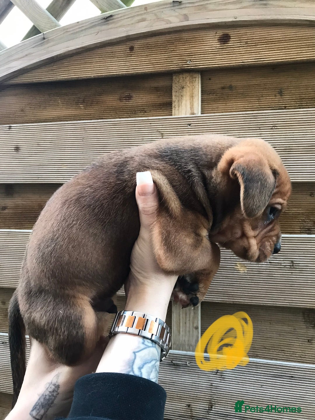 Mixed Breed dogs for sale: Bullweiller pups Merle  - Advert 12