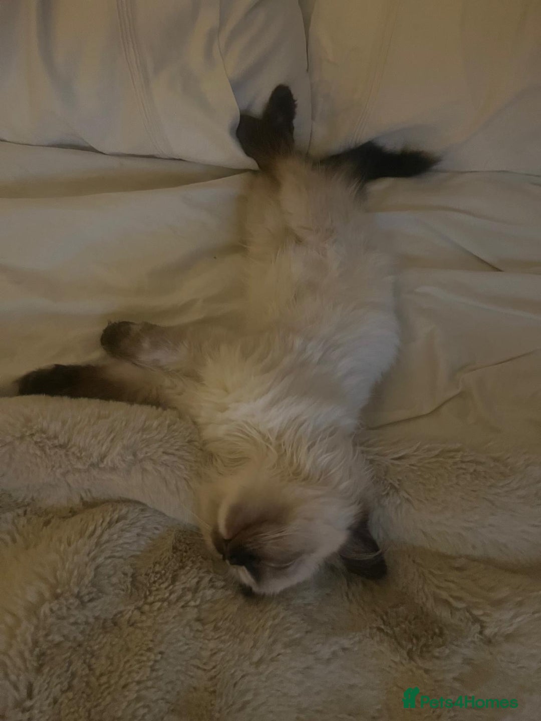 Ragdoll cats for sale: Cute ragdoll kitten - last girl left - Advert 4