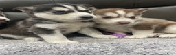 Siberian Husky dogs for sale: 6 beautiful Siberian huskies  - Advert 11