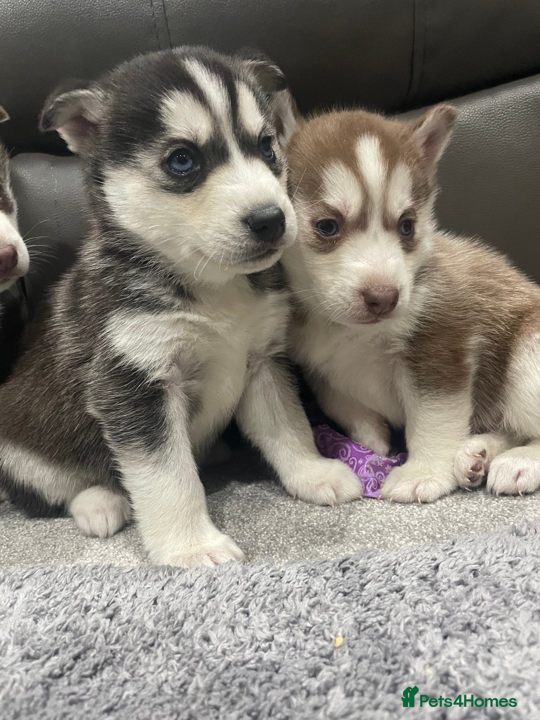 Siberian Husky dogs for sale: 6 beautiful Siberian huskies  - Advert 11