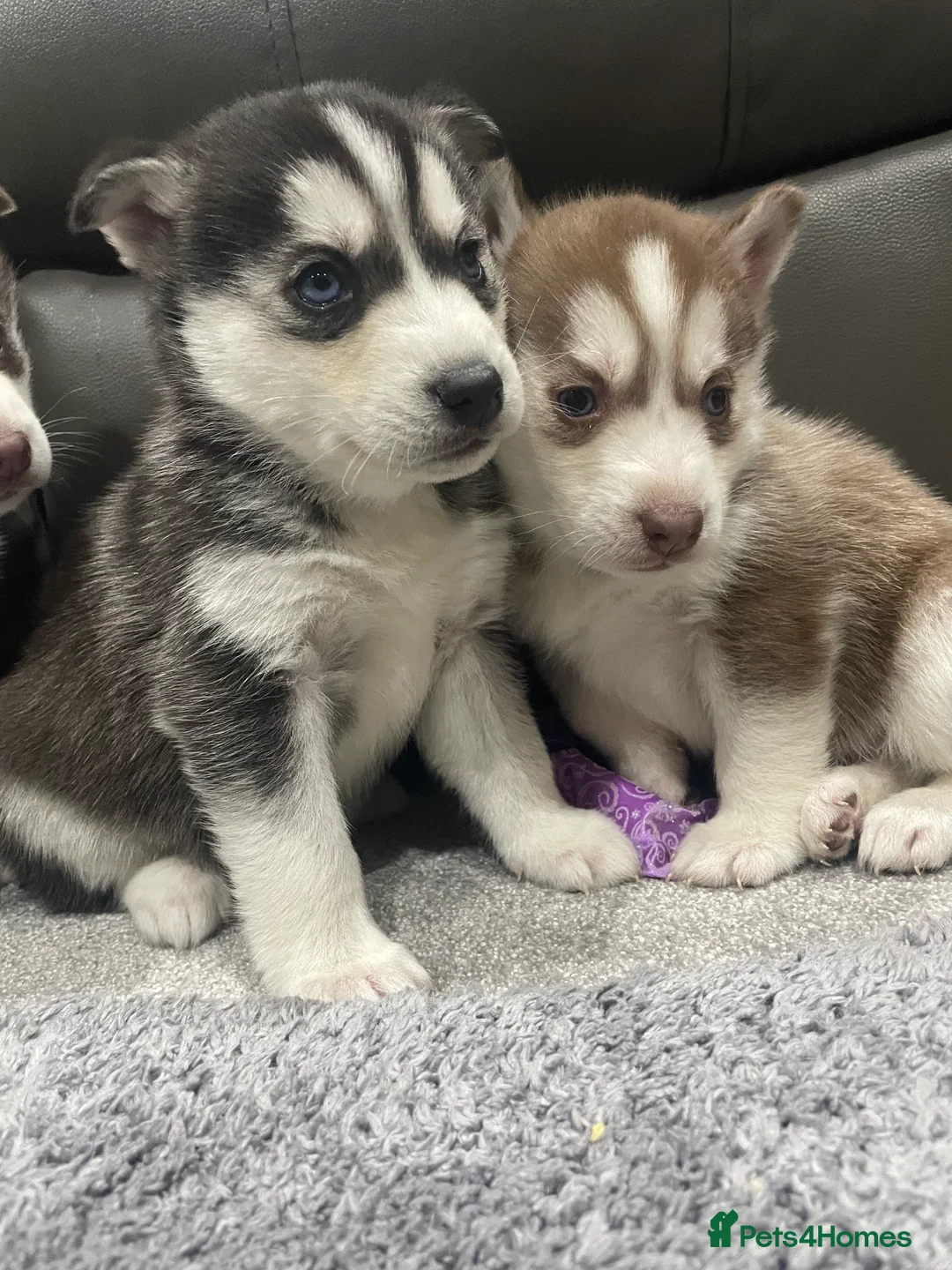 Siberian Husky dogs for sale: 5 beautiful Siberian huskies  - Advert 11