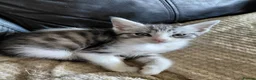 Mixed Breed cats for sale: 3/4 Maine coon. 1/4 sphynx - Advert 8