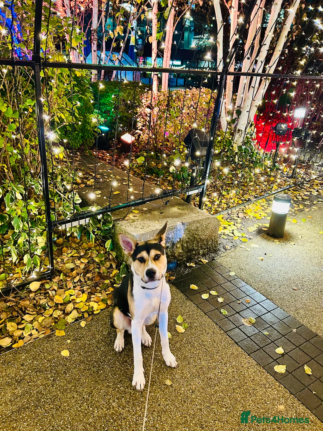 Mixed Breed dogs for sale: Meet Benji in Salford - Advert 1